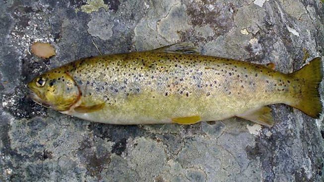 Pescava trote e anguille avvelenando il fiume: nei guai un pregiudicato a Sindia