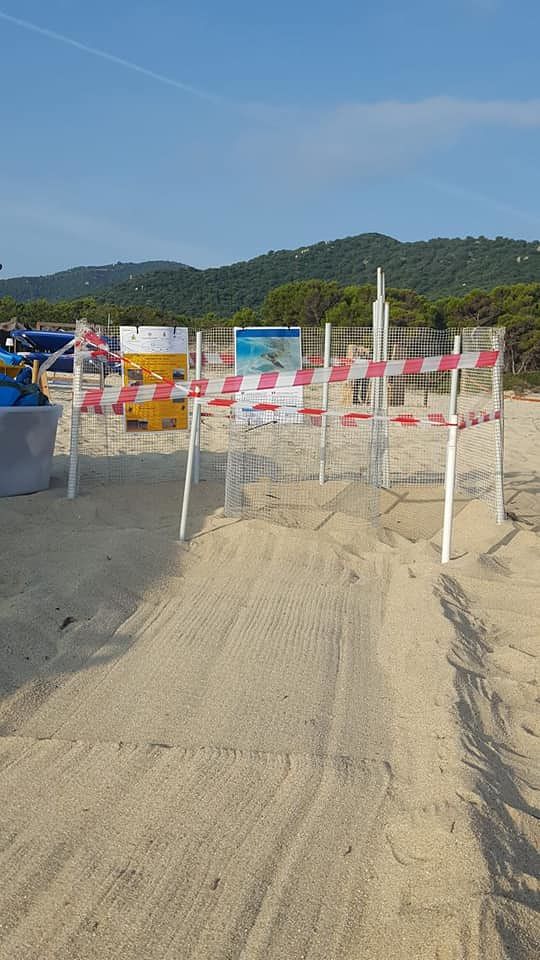 Lieto evento a Cala Sinzias: nascono 74 piccoli di tartaruga Caretta caretta