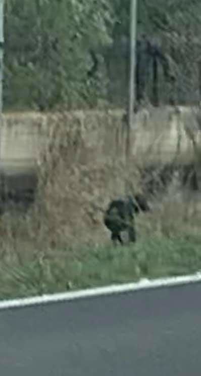 Villasor, cane abbandonato vive in un cunicolo sotto la statale 196: volontari si turnano per sfamarlo