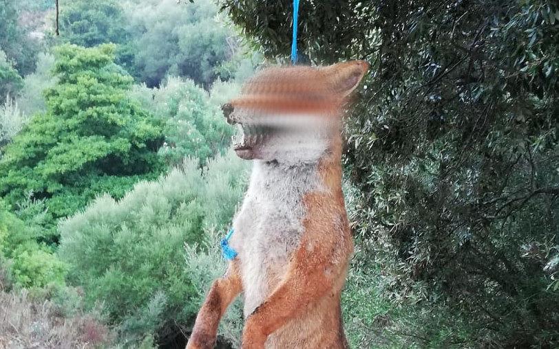 Orrore nelle campagne sarde: “Una volpe morta impiccata a San Nicolò Gerrei”