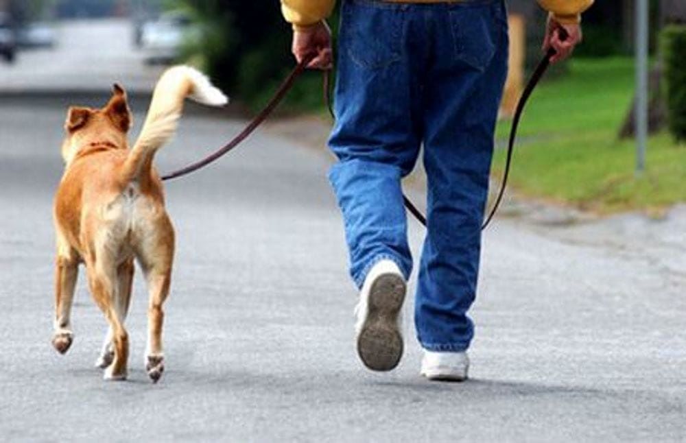 Cani senza microchip e bisogni non raccolti, pioggia di multe ad Assemini: incassati 4mila euro