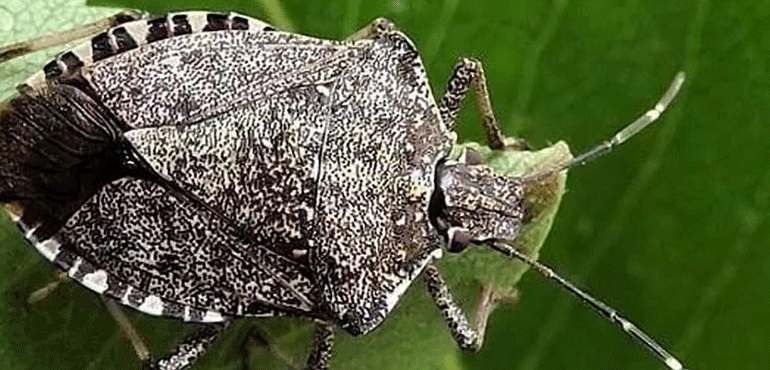 Invasioni di insetti nelle campagne sarde. “Ora è allarme per la cimice asiatica”