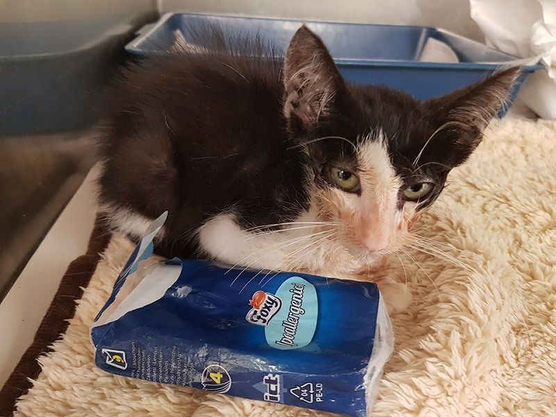 Trovato moribondo al porto di Cagliari, gattino star dei social lotta per la vita: “Forza GianPuzzy”