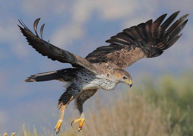 Uccisione dell’aquila del Bonelli: “Serve un piano regionale antibracconaggio”