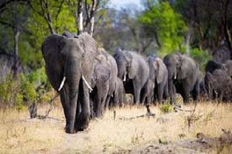 Zimbawe, 55 elefanti morti di fame e sete in un parco nazionale