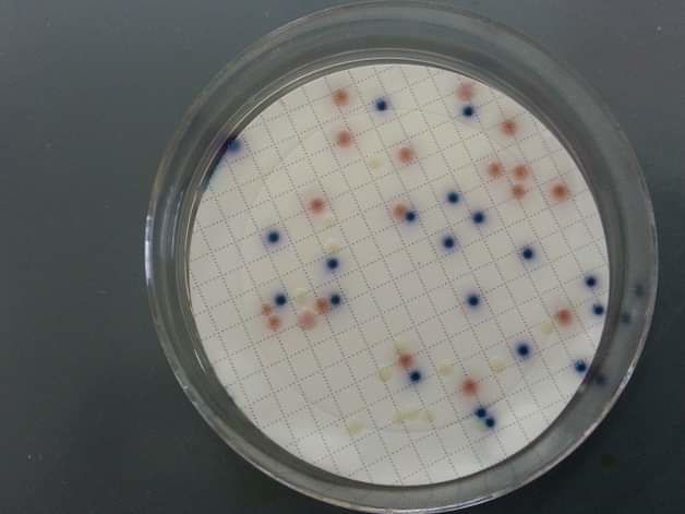 Torbidità, escherichia coli e coliformi: cittadini preoccupati a Serramanna, l’acqua sa di fogna