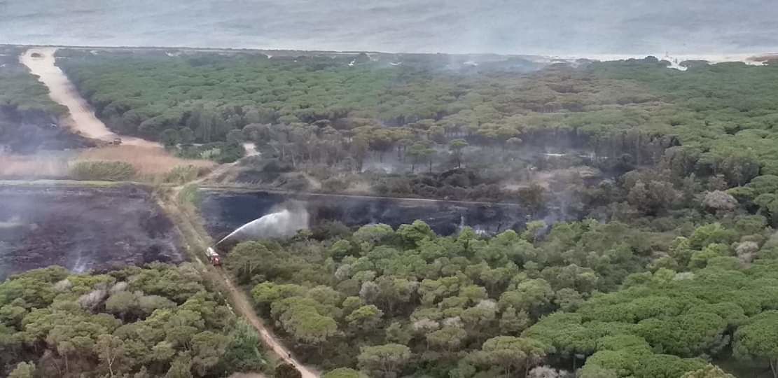 Brucia la pineta di Arborea, il sindaco: “Una perdita ambientale immensa”