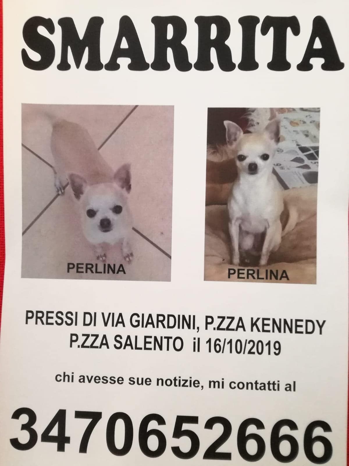 Cagliari, cercasi cagnetta smarrita in via Giardini: “Aiutateci, da sola non può camminare”