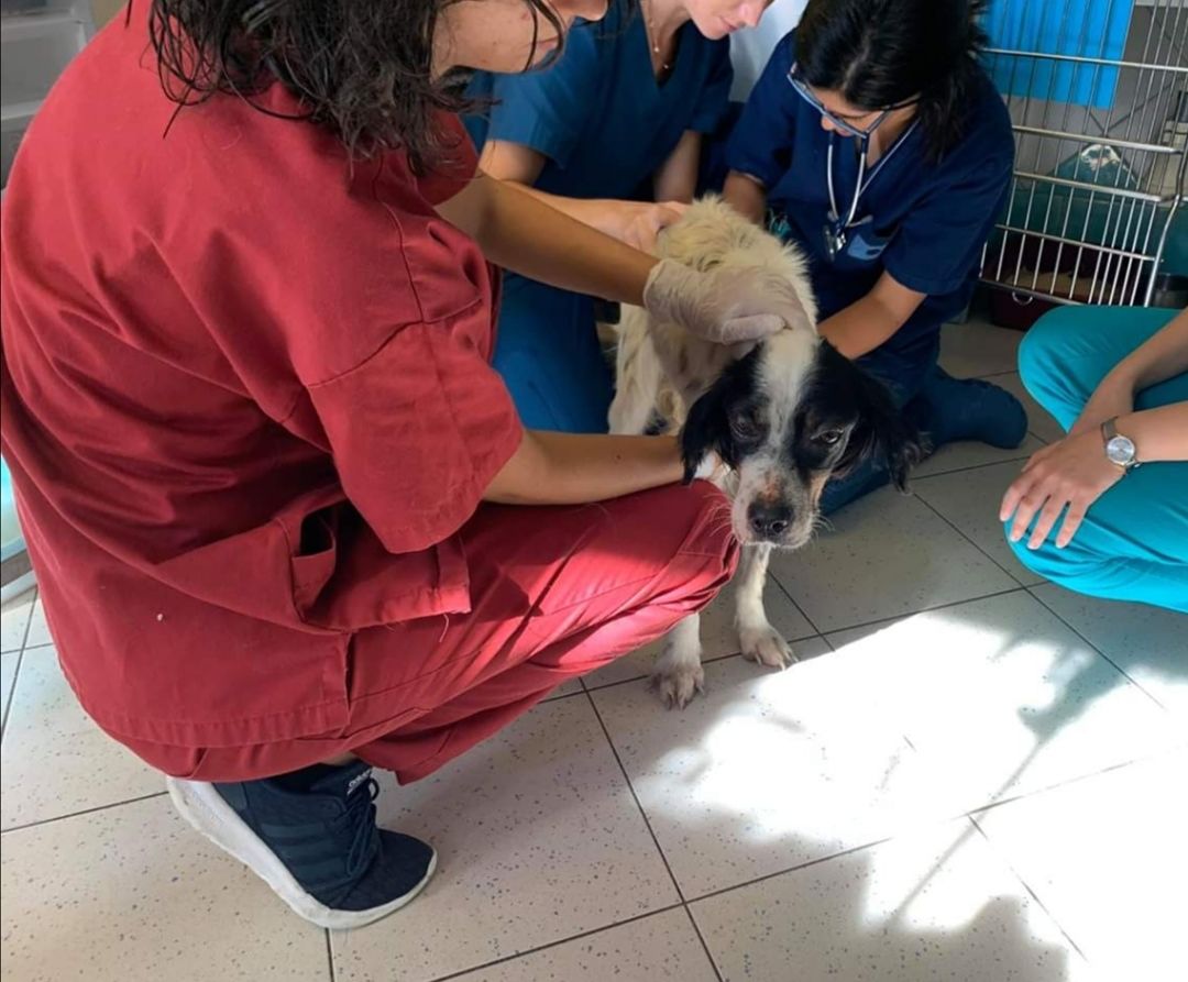 Meticcia randagia salvata a Oristano: “Viva per miracolo, chi può ci aiuti”