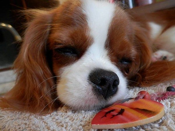 Ruba un bellissimo cane “Cavalier King” a Capoterra, cagliaritano scoperto e denunciato dai carabinieri