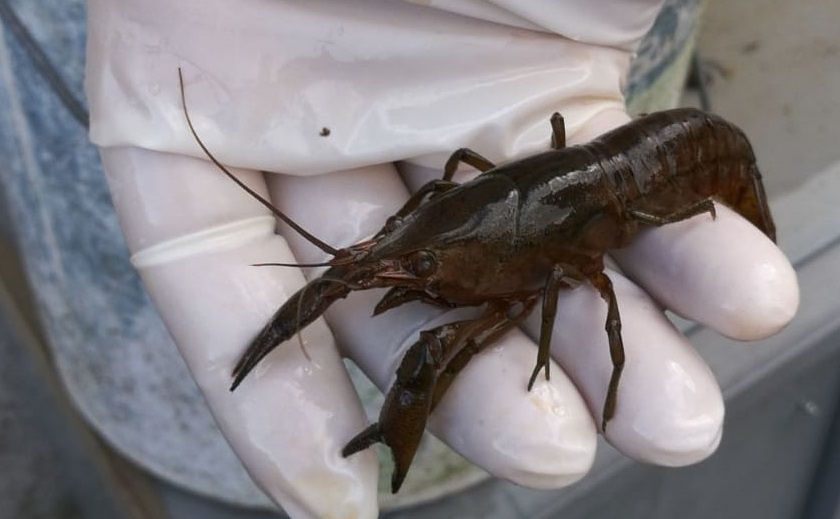 Gambero ritenuto estinto in Sardegna trovato a Serramanna