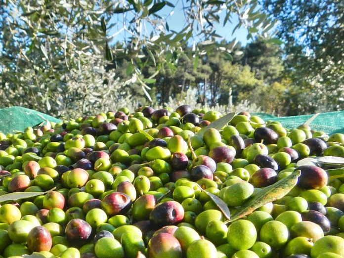 Cagliari, via alle domande per la raccolta di olive e pigne negli spazi verdi della città