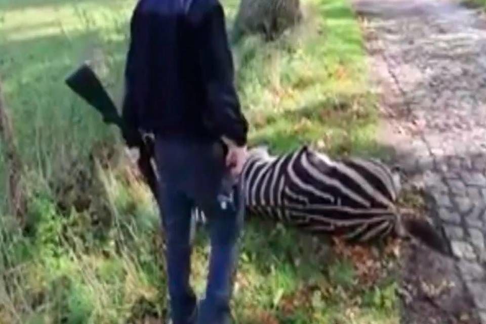 Crudeltà sugli animali, la zebra Pumba fugge dal circo ma viene abbattuta: “Questo è un assassinio”