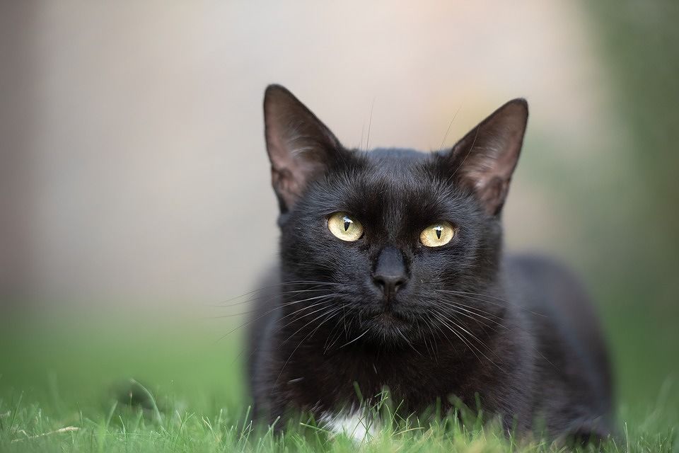 In Italia ci sono ottomila gatti neri da adottare: “Basta con le superstizioni, sono bellissimi”
