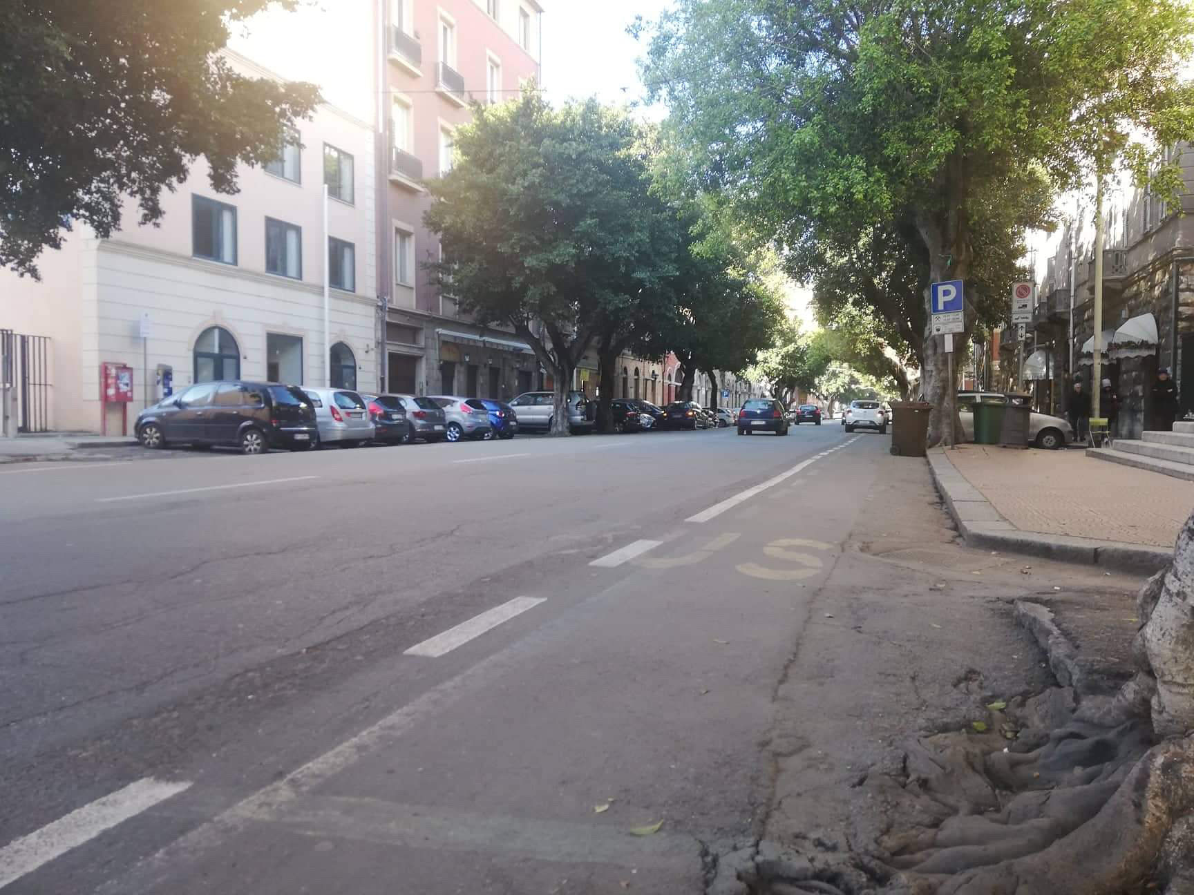 Cagliari, polemica sui ficus a rischio: “La giunta Truzzu vuole distruggere gli alberi”