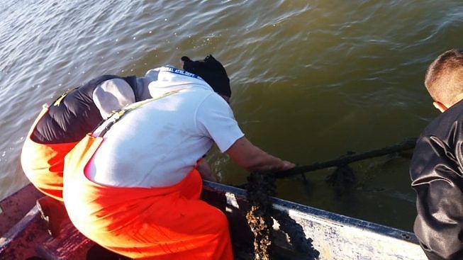 Cagliari, la laguna di Santa Gilla non è più inquinata: “Sì alla pesca di cozze e vongole”