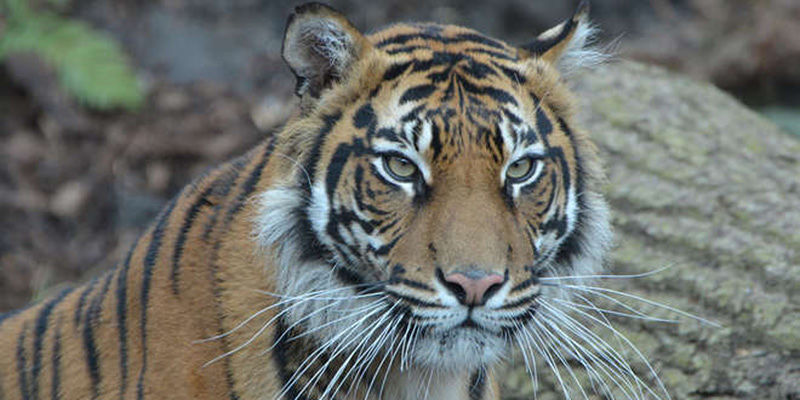 Dimenticano la porta aperta: custode sbranata da una tigre in uno zoo