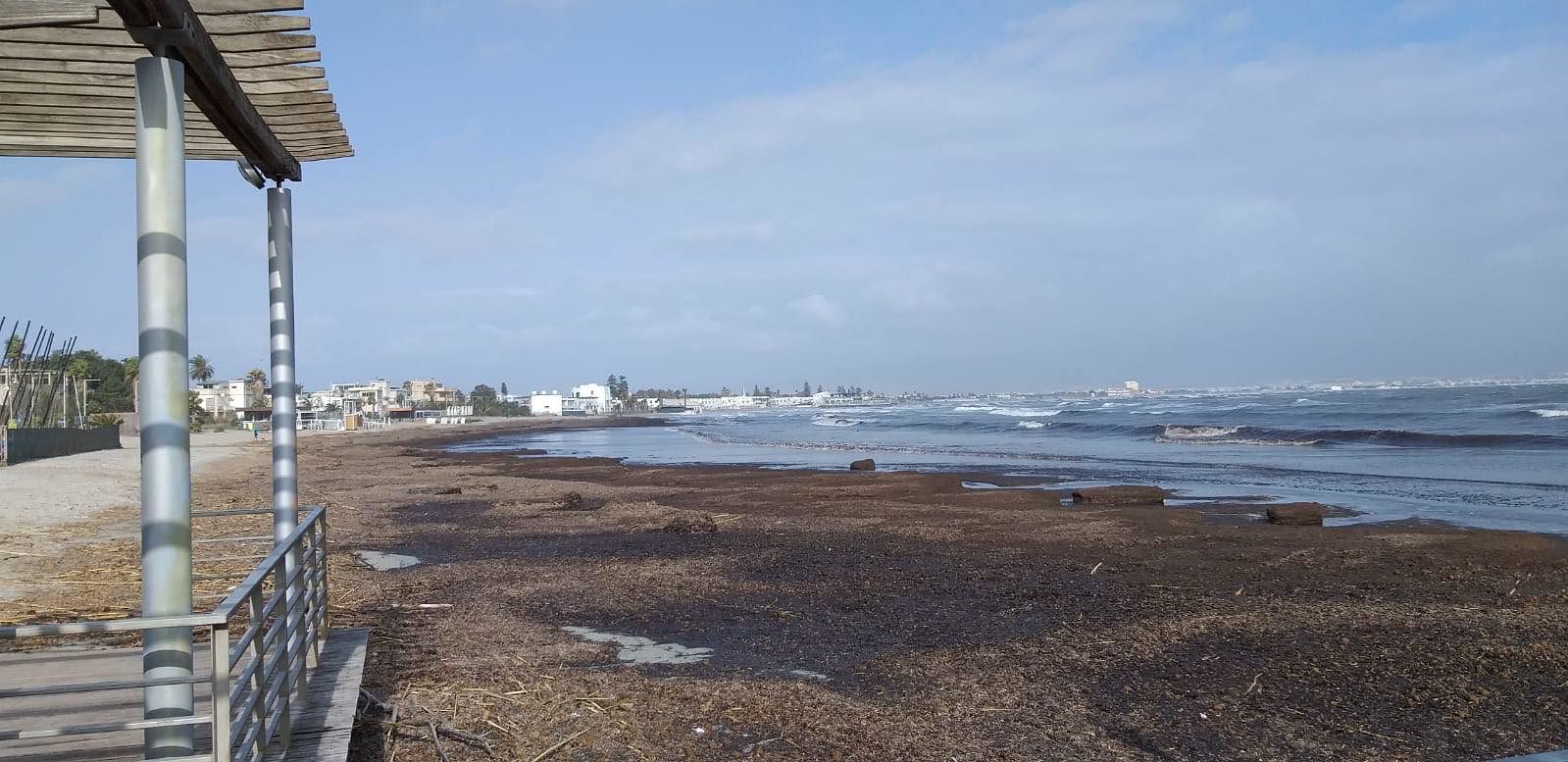 Cagliari: non solo canne dopo le violente mareggiate al Poetto, anche un tappeto di alghe