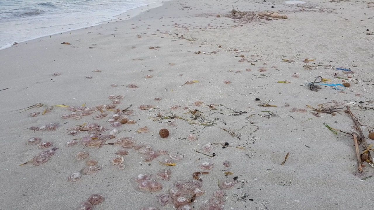 L’allarme del WWF: “Mare sempre più caldo, spiaggiate migliaia di meduse ad Alghero