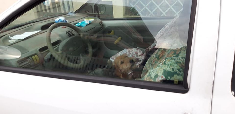 Liberato il cagnolino chiuso in auto a Cagliari, la municipale: “Nessun maltrattamento”