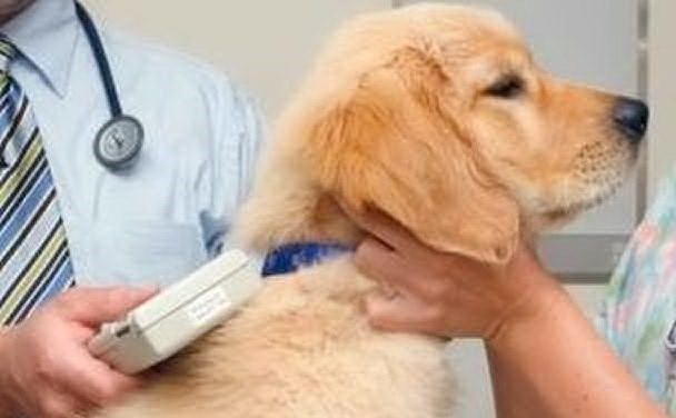 Microchippatura gratuita dei cani a Sassari: ecco le date