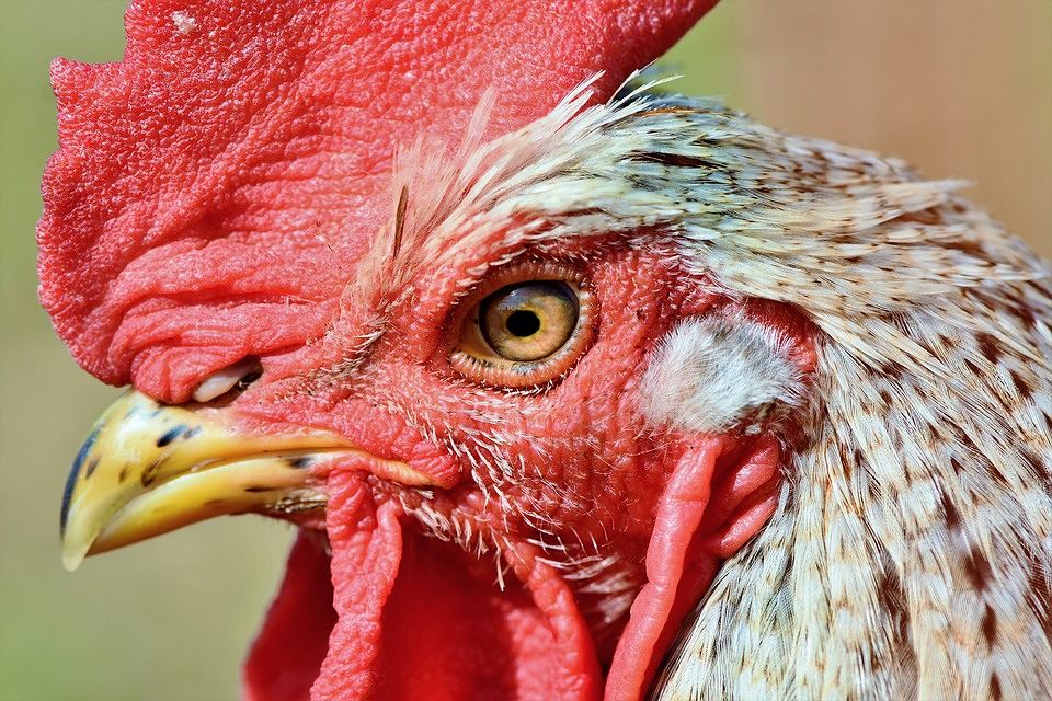 Assemini, il gallo della discordia: “Canta alle tre del mattino, il padrone lo porti in Thailandia”