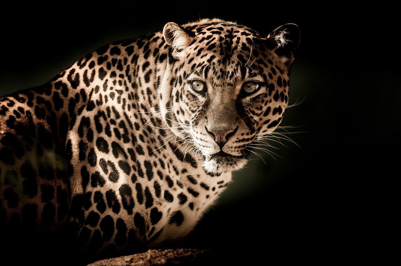 Nepal, bimbo di 8 anni ammazzato da un leopardo