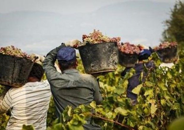 Migranti ai lavori agricoli nei campi abbandonati della Sardegna: ecco i fondi della Regione