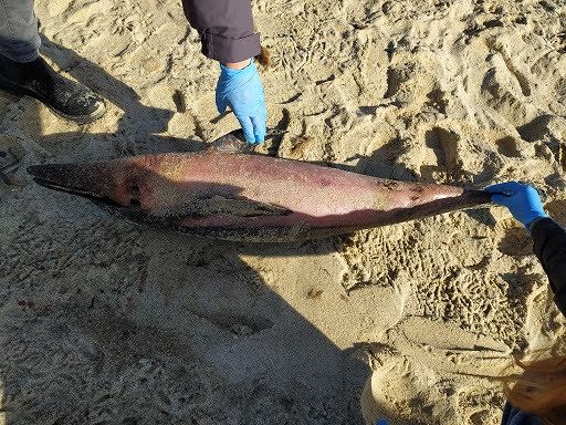 Muravera, nella spiaggia di Piscina Rei trovata la carcassa di un delfino