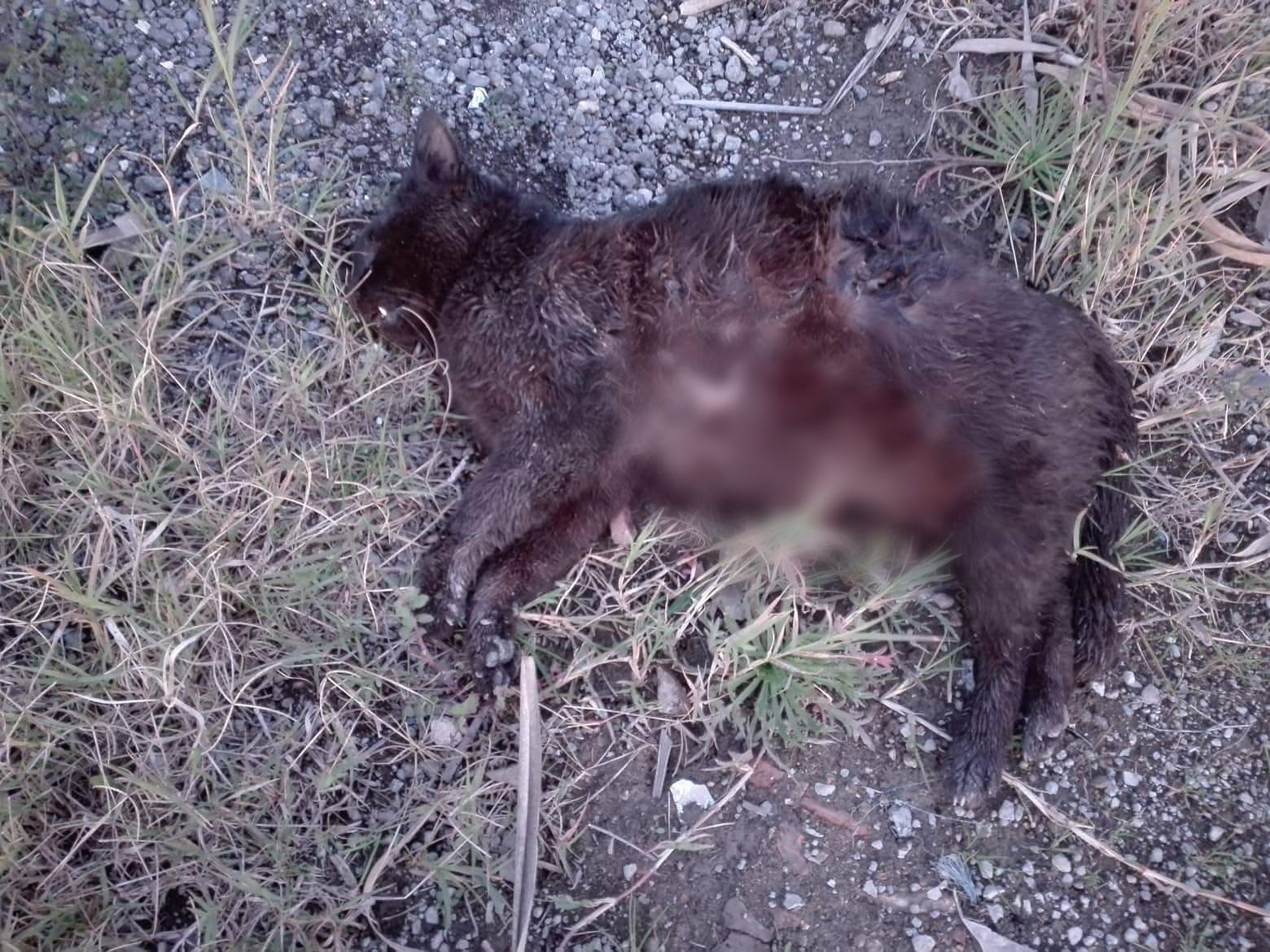 Cagliari, orrore a San Michele: “I gatti di una colonia sbranati e uccisi”