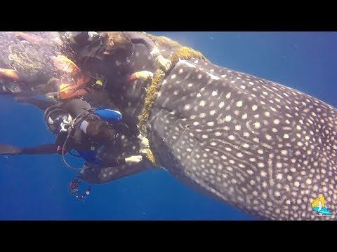 Maldive: angeli-sub italiani salvano uno squalo balena impigliato nella rete dei pescatori