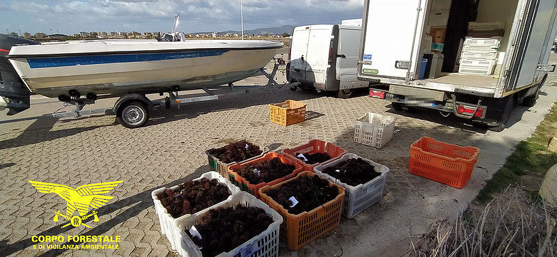 Cagliari, pesca illegale di ricci di mare: sanzioni per 90mila euro. Nel mirino pescatori e ristoratori