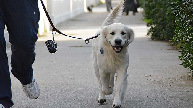 Escono col cane e ne approfittano per andare a spasso: due denunce ad Assemini