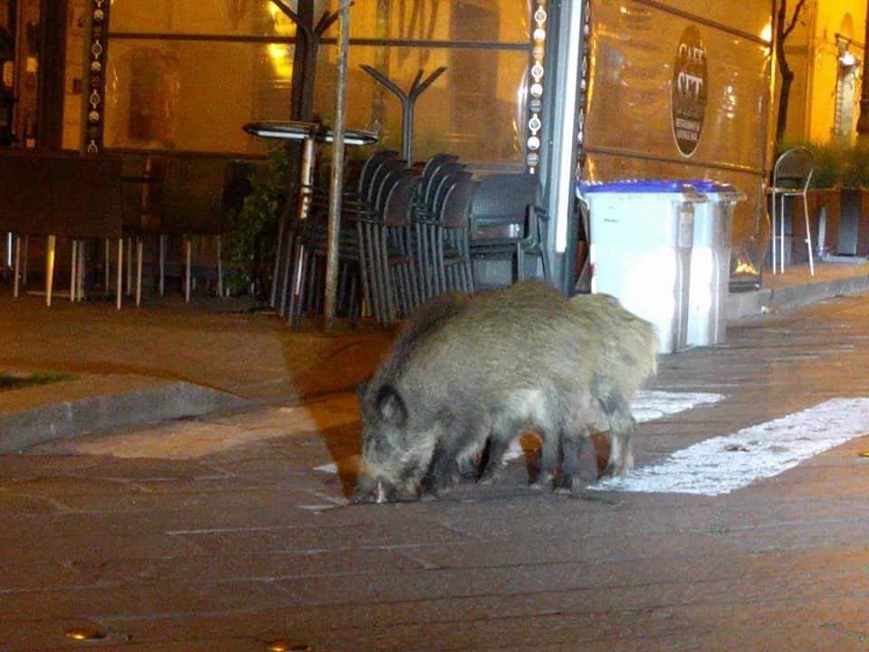 Coronavirus, città deserte in Sardegna: cinghiali a spasso nel centro di Sassari
