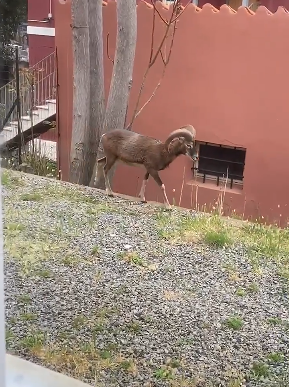 Il buongiorno ad Arbatax: un muflone a spasso per le strade del borgo deserto  – VIDEO