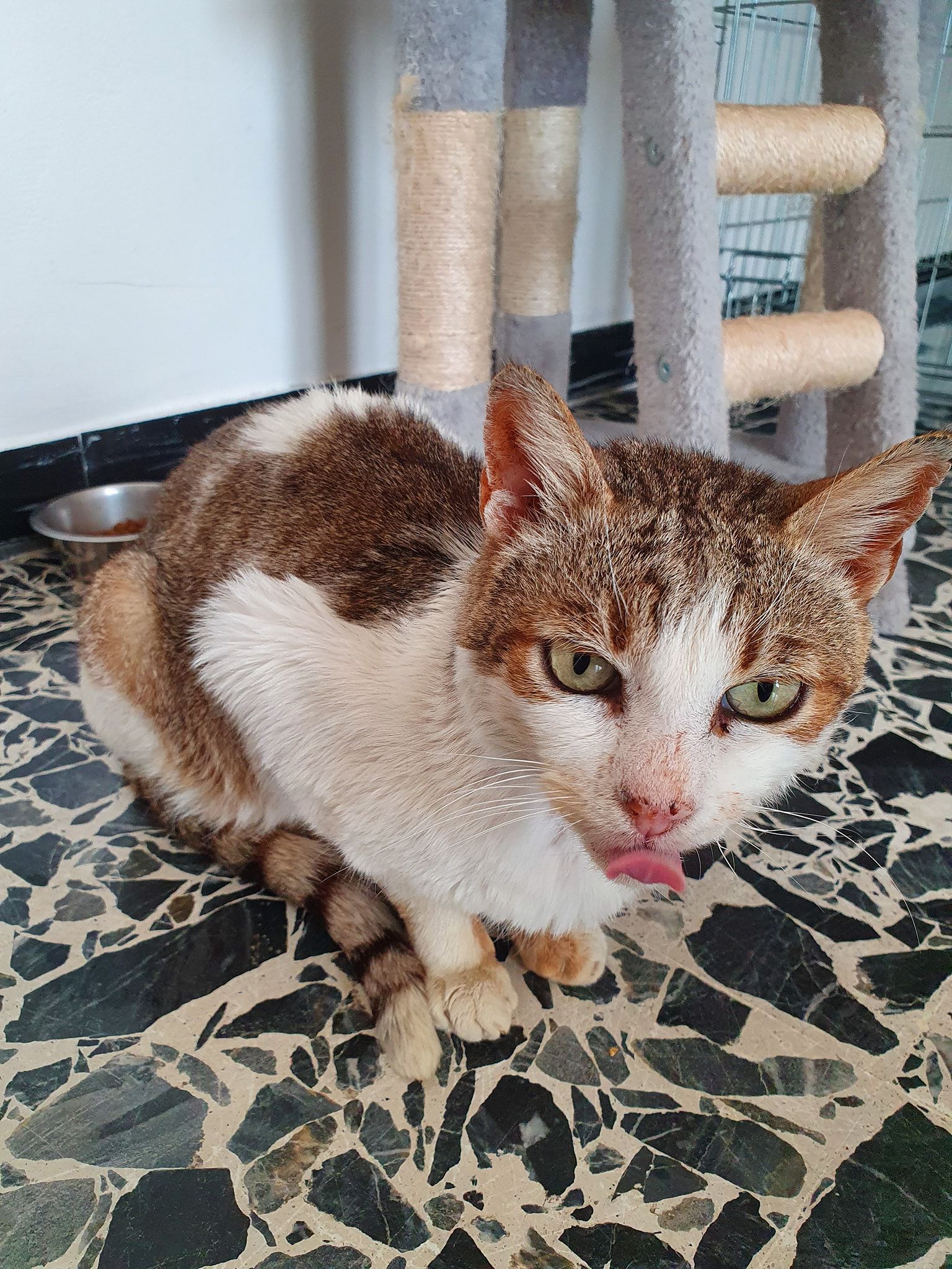 Adottiamo Mimotto, il bellissimo gattino aggredito e poi salvato da un’associazione