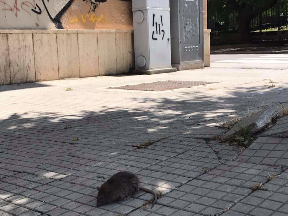 “La natura si riprende i suoi spazi”: topi per le strade a Selargius