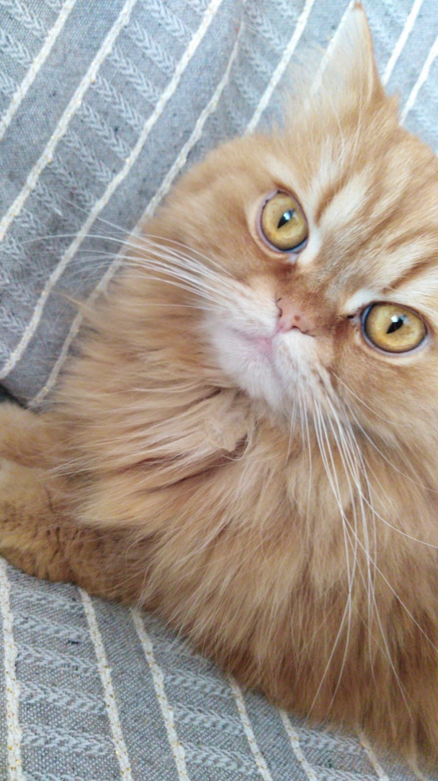 Cagliari, si è perso un bel gattone persiano rosso in zona via Castiglione: “Mi aiutate a ritrovarlo?”