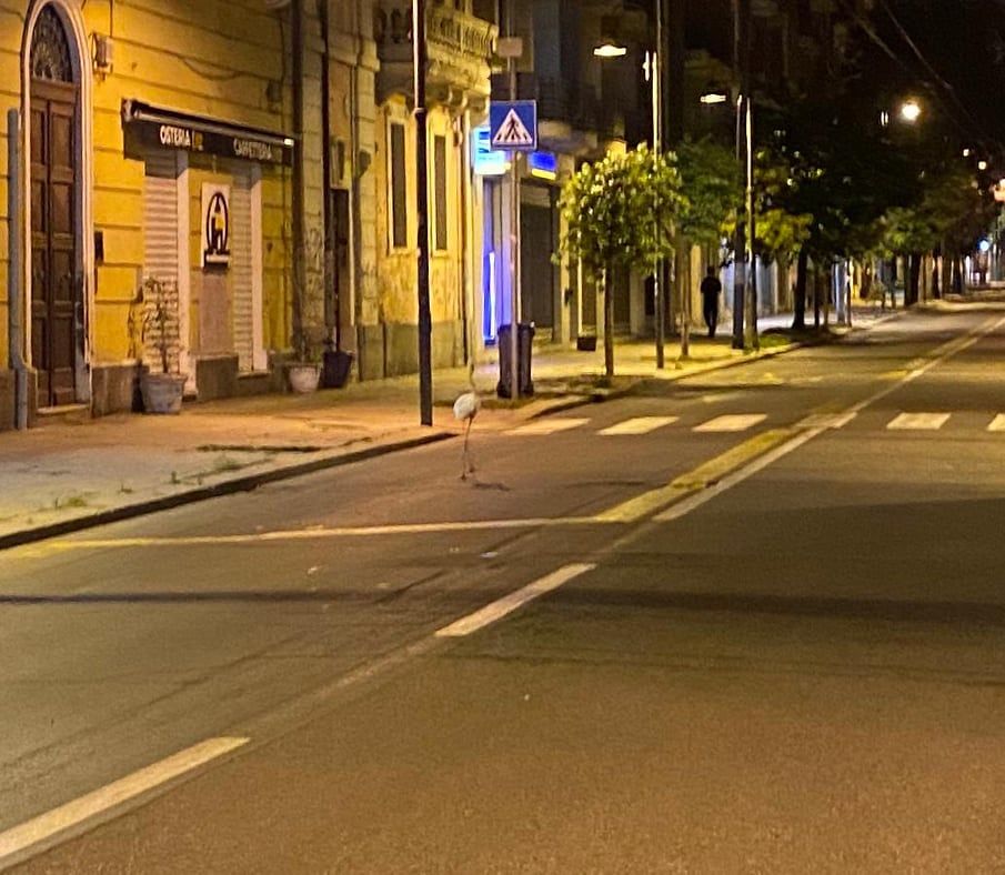 “Cagliari, il fenicottero passeggia indisturbato in via Dante nel cuore del sabato notte in piena fase due”