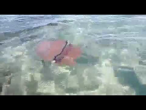 “Una medusa gigantesca al Poetto: guardala è enorme, sembra un polpo….” (VIDEO)