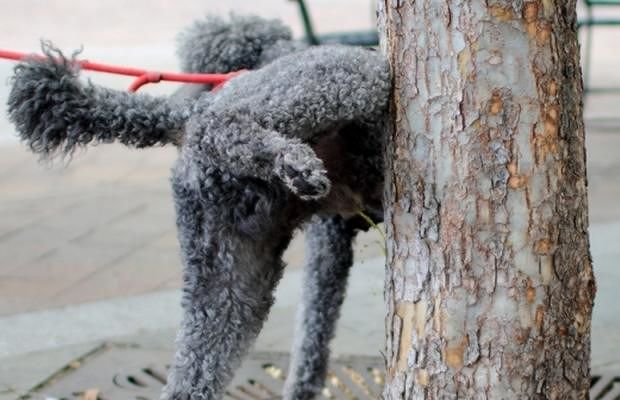 “Multe per la pipì dei cani a Cagliari? La vera emergenza sono i rifiuti nelle strade”