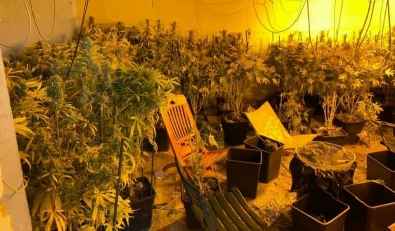 Sessanta chili di droga nella casa-serra a Monserrato: cinque nei guai, due ai domiciliari