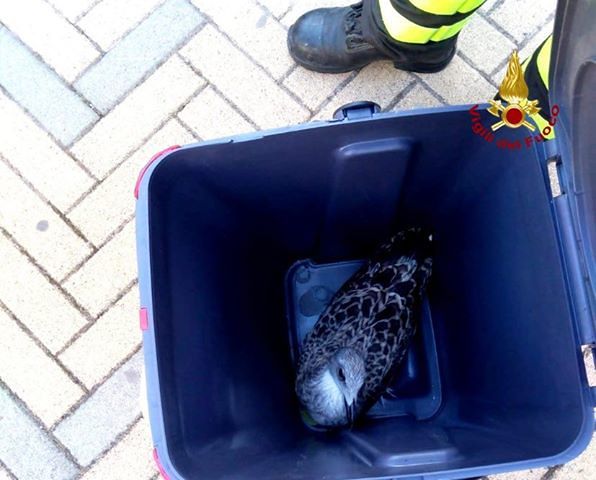 Cagliari, pullo incastrato a Ingegneria: i vigili del fuoco lo liberano, il “grazie” nell’aria dei gabbiani