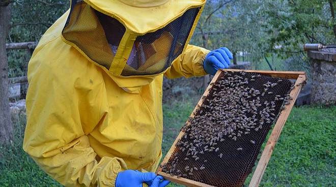 Invasione di miele ungherese e cinese in Sardegna, l’sos degli apicoltori: “Comprate quello sardo”