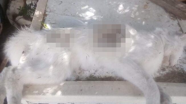 Cani abbandonati vagabondano per Flumini: “Molte adozioni, ma ancora non basta”