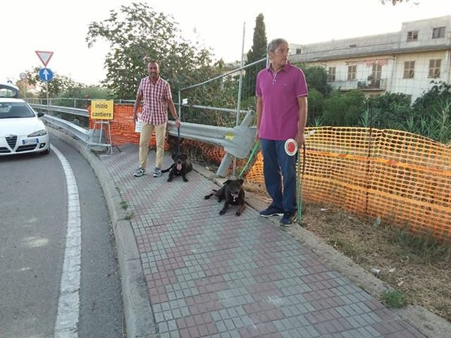 Pitbull abbandonati nell’asse mediano a Cagliari, i proprietari saranno identificati e multati