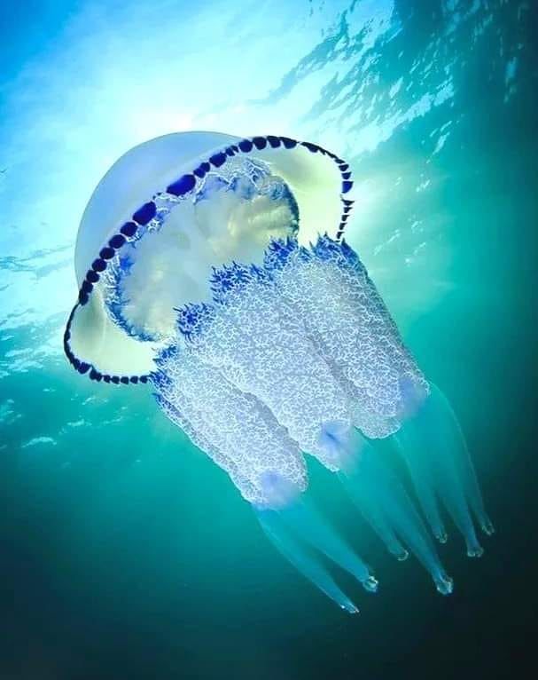 “Basta seviziare le meduse sbattendole sulla sabbia rovente, la Rhizostoma Pulmo è bellissima e innocua”