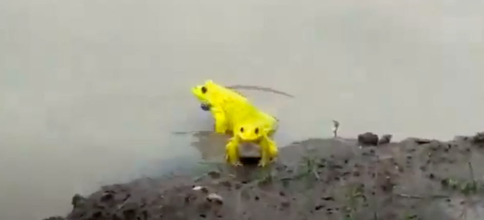 Rane gialle si godono l’acqua dei monsoni in India: il VIDEO diventa virale