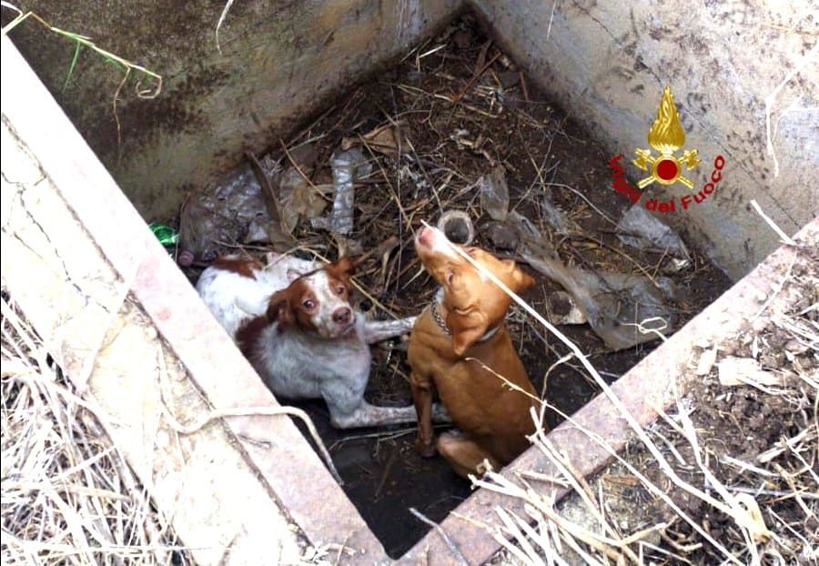 Villasor, due cani cadono dentro un pozzo: salvati dai vigili del fuoco