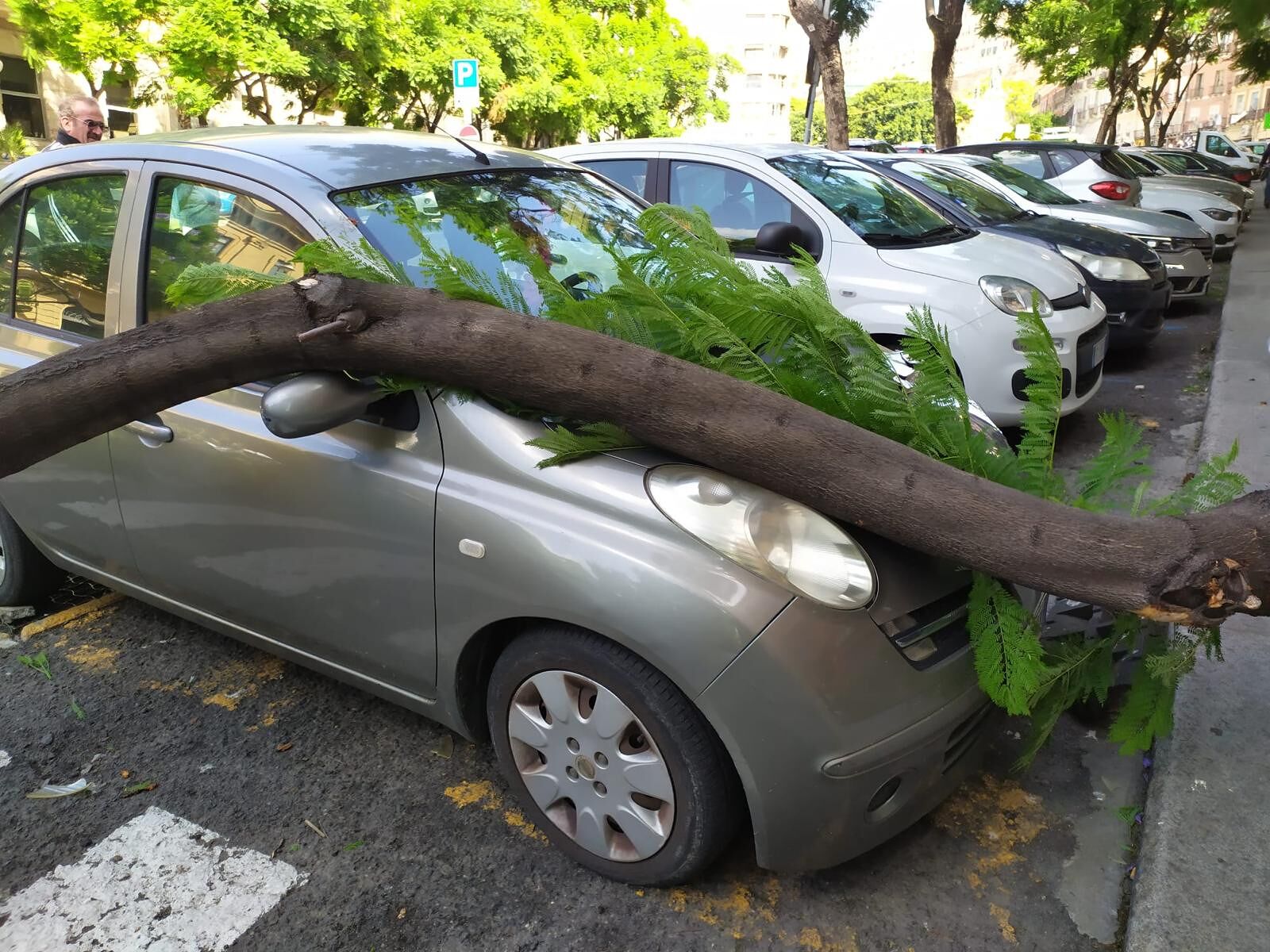 Cagliari, nel Largo una jacaranda di 600 kg si schianta su auto e strisce pedonali